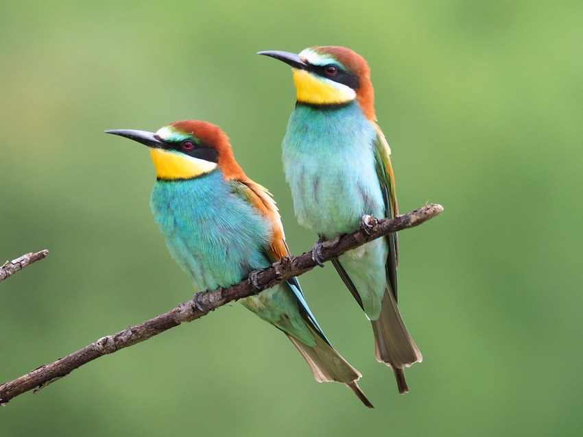 Gruccioni   (Merops apiaster)